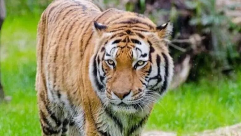 MP: बांधवगढ़ रिजर्व क्षेत्र में बाघ ने घर में घुसकर किया हमला महिला की मौत, 3 घायल