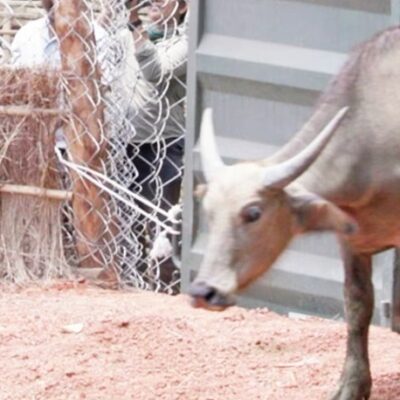 MP में 100 साल पहले विलुप्त हुए जंगली भैसों का कुनबा बढ़ा… काजीरंगा से कान्हा आए 4 नए भैंसे