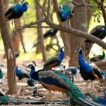Karnataka: तुमकुरु जिले में H5N1 बर्ड फ्लू वायरस से 44 मोरों की मौत… क्षेत्र में दहशत