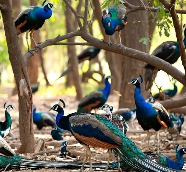 Karnataka: तुमकुरु जिले में H5N1 बर्ड फ्लू वायरस से 44 मोरों की मौत… क्षेत्र में दहशत