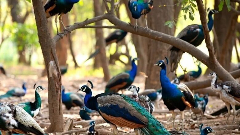 Karnataka: तुमकुरु जिले में H5N1 बर्ड फ्लू वायरस से 44 मोरों की मौत… क्षेत्र में दहशत
