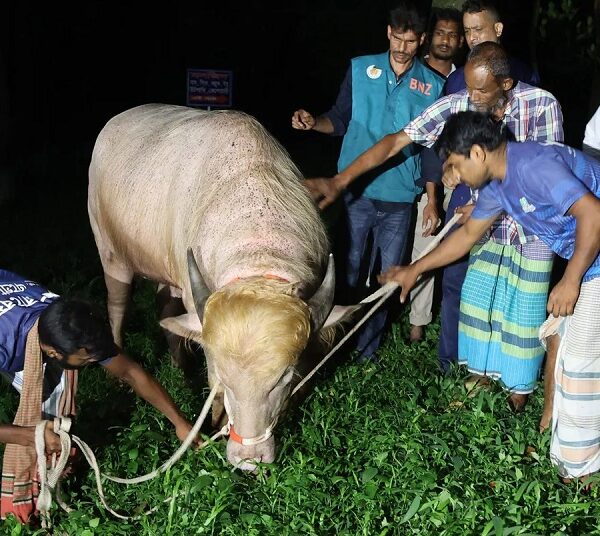 बांग्लादेश सरकार को खुद बचानी पड़ी ‘डोनाल्ड ट्रंप’ नामक भैंसे की जान, ईद पर होने वाली थी कुर्बानी
