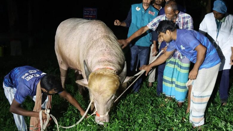 बांग्लादेश सरकार को खुद बचानी पड़ी ‘डोनाल्ड ट्रंप’ नामक भैंसे की जान, ईद पर होने वाली थी कुर्बानी