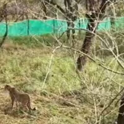 बाड़े से खुले जंगल में छोड़े गए शावकों में दो नर और एक मादा