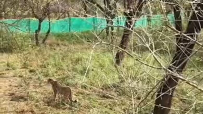 बाड़े से खुले जंगल में छोड़े गए शावकों में दो नर और एक मादा