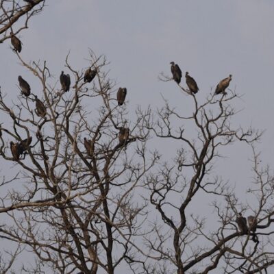 प्रदेशव्यापी गिद्ध गणना 22 से 24 मई तक
