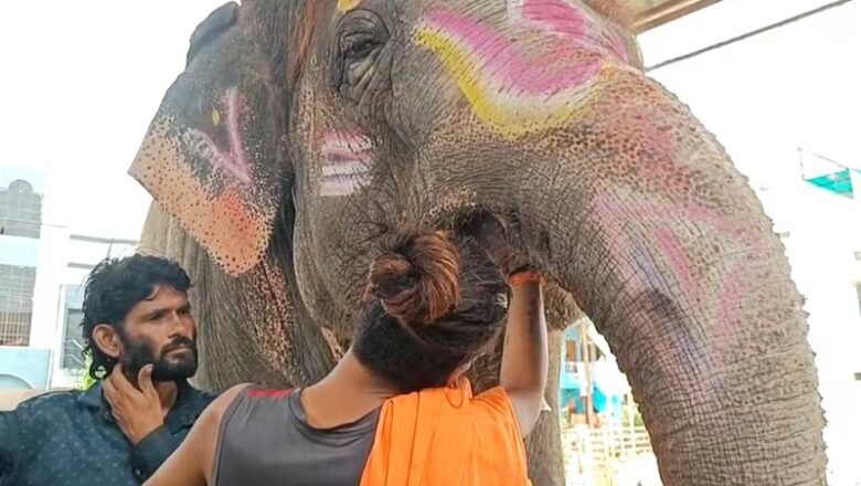 MP: उज्जैन में महाकाल की सवारी से पहले हाई वॉल्टेज ड्रामा, ‘हाथी’ के ब्लड सैंपल देने से महावत का इनकार