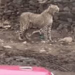 MP: कूनो से निकलकर गांव के स्कूल तक जा पहुंची मादा चीता, ग्रामीणों ने लाठी-डंडों से खदेड़ा