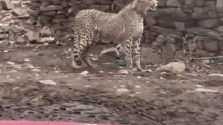 MP: कूनो से निकलकर गांव के स्कूल तक जा पहुंची मादा चीता, ग्रामीणों ने लाठी-डंडों से खदेड़ा