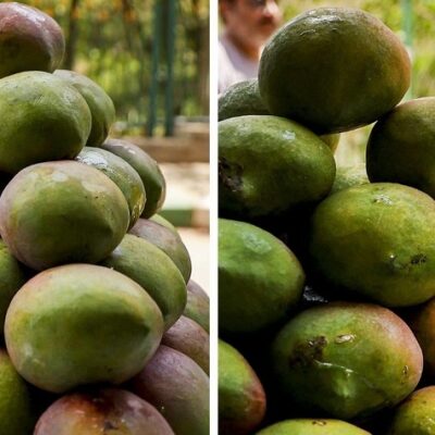 MP के इस अनोखी किस्म के आम का आकार पपीता जैसा… वजन 5 kg…. दाम सुनकर रह जाएंगे दंग