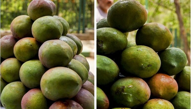 MP के इस अनोखी किस्म के आम का आकार पपीता जैसा… वजन 5 kg…. दाम सुनकर रह जाएंगे दंग