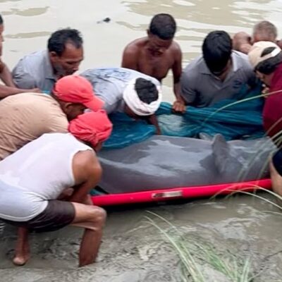 नेपाल से भटककर गोरखपुर पहुंची 147 किलो की प्रेग्नेंट डॉल्फिन…52 KM का ग्रीन कॉरिडोर बनाकर नदी में छोड़ी