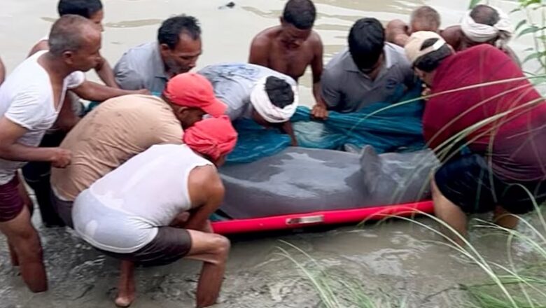 नेपाल से भटककर गोरखपुर पहुंची 147 किलो की प्रेग्नेंट डॉल्फिन…52 KM का ग्रीन कॉरिडोर बनाकर नदी में छोड़ी