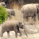 बाघों के लिए फेमस MP का बांधवगढ़ टाइगर रिजर्व बना हाथियों का घर… लगातार बढ़ रही संख्या