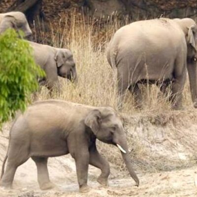 बाघों के लिए फेमस MP का बांधवगढ़ टाइगर रिजर्व बना हाथियों का घर… लगातार बढ़ रही संख्या