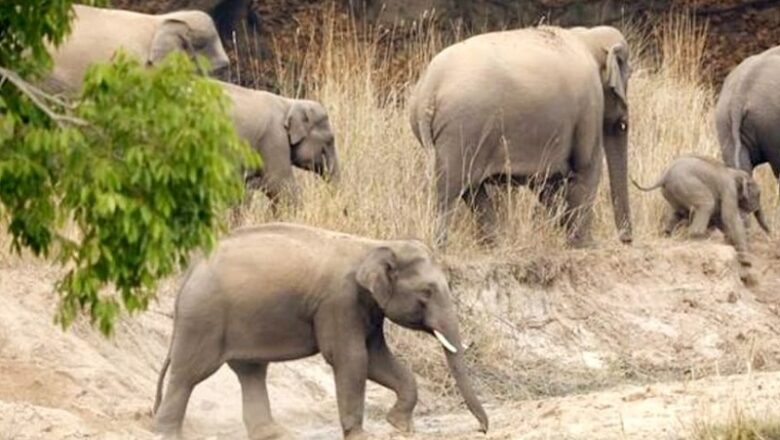 बाघों के लिए फेमस MP का बांधवगढ़ टाइगर रिजर्व बना हाथियों का घर… लगातार बढ़ रही संख्या