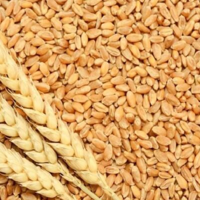 गरीब की थाली पर महंगाई की मार…. 4% तक बढ़े गेहूं के दाम…. आटा-रोटी पर असर