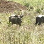 MP: बांधवगढ़ रिजर्व में लगातार बढ़ रहा गौर का कुनबा, कान्हा में वन भैंसा को दोबारा बसाया