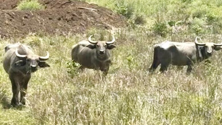 MP: बांधवगढ़ रिजर्व में लगातार बढ़ रहा गौर का कुनबा, कान्हा में वन भैंसा को दोबारा बसाया
