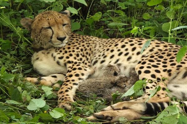 कूनो फिर हुआ गुलजार, मादा चीता केजीपी 12 के परिवार में आए चार नन्हे शावक : मुख्यमंत्री डॉ. यादव