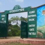 कूनो नेशनल पार्क में माता चीता आशा के 8 महीने के शावक की मौत