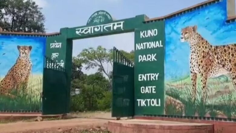कूनो नेशनल पार्क में माता चीता आशा के 8 महीने के शावक की मौत