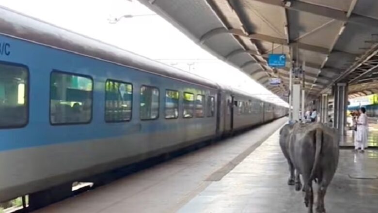 MP: ₹450 करोड़ के स्टेशन पर एयरपोर्ट जैसे इंतजाम, लेकिन प्लेटफॉर्म पर घूम रहीं भैंसें… उठे सवाल