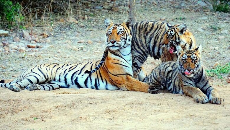 रणथंभौर से कूनो तक बनेगा वाइल्डलाइफ टूरिज्म सर्किट… बाघ के साथ चीतों के दीदार कर सकेंगे पर्यटक