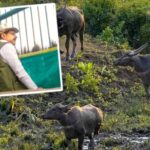 MP में सौ साल बाद जंगली भैंसों की वापसी…. CM ने काजीरंगा से लाए गए 8 भैंसों को कान्हा में छोड़ा