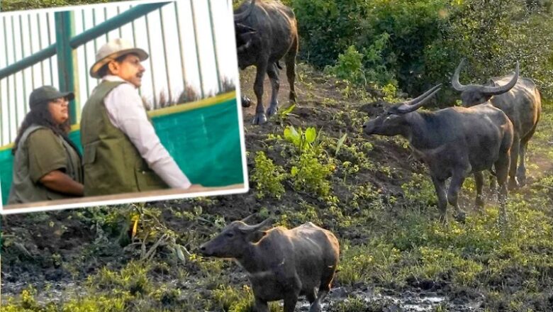 MP में सौ साल बाद जंगली भैंसों की वापसी…. CM ने काजीरंगा से लाए गए 8 भैंसों को कान्हा में छोड़ा