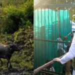 सौ साल बाद सूपखार में जंगली भैंसों की वापसी, मुख्यमंत्री डॉ. यादव ने 17 हेक्टेयर बाड़े में रिलीज