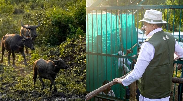 सौ साल बाद सूपखार में जंगली भैंसों की वापसी, मुख्यमंत्री डॉ. यादव ने 17 हेक्टेयर बाड़े में रिलीज