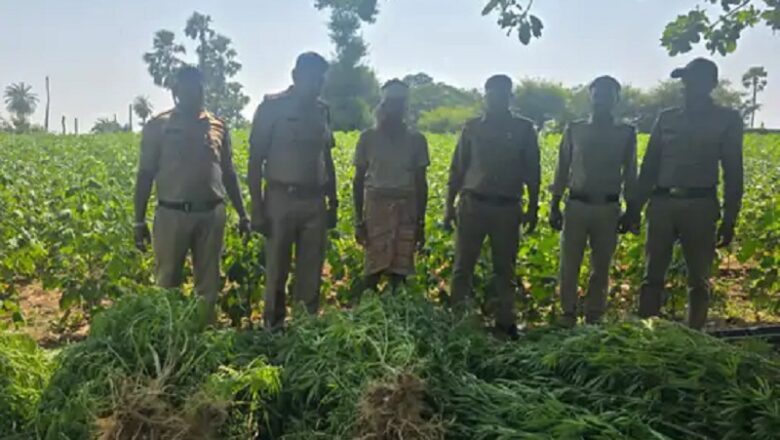 अलीराजपुर में एक करोड़ के गांजे के पौधे जब्त, चार थानों की टीम ने दो खेतों में दबिश