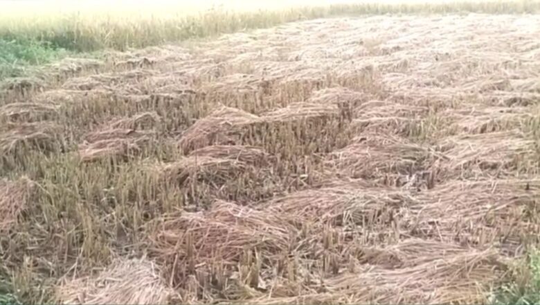 सरगुजा संभाग में चक्रवाती तूफान अर्नब का साया, धान कटाई के समय में बारिश ने बढ़ाई किसानों की चिंता