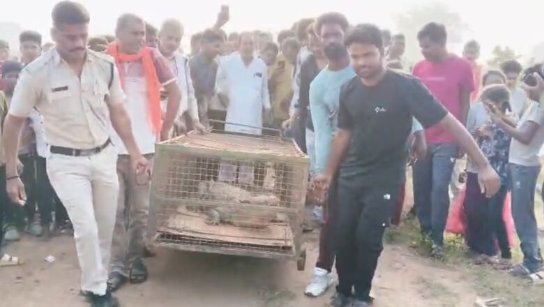 दमोह के हरदुआ खुर्द में पकड़ा गया विशालकाय मगरमच्छ, 10 दिन से दहशत में थे ग्रामीण