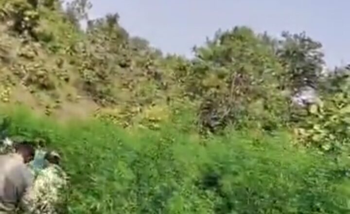 धार में कपास के बीच छिपी 4.43 करोड़ रुपये कीमत की गांज की 3,345 पौधों की तसल्ली